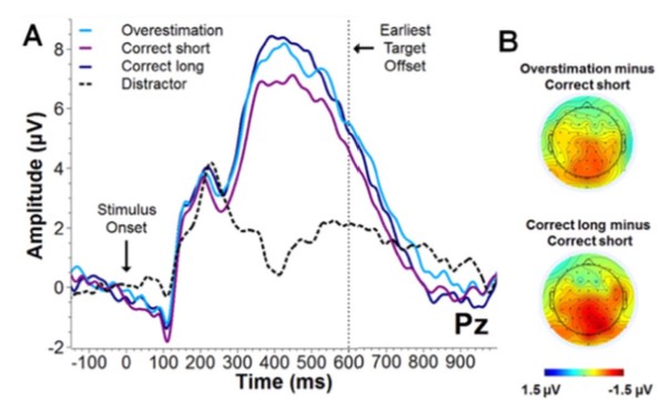 Average ERP amplitudes at electrode Pz, and scalp distributions, split by duration judgement.